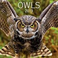 Owls 2019