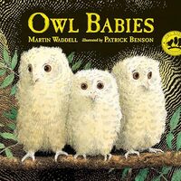 Owl Babies