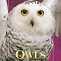 Owls: An Artist's Guide to Understanding Owls