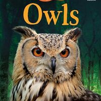 Owls