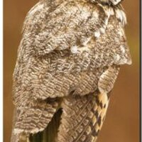 Owls 2014 Slim Calendar