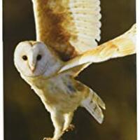 Owls 2017 Slimline Calendar