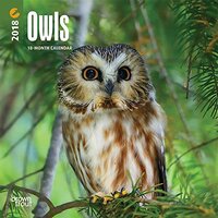 Owls 2018 7 x 7 Inch Monthly Mini Wall Calendar, Wildlife Animals Birds (Multilingual Edition)