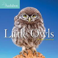 Audubon Little Owls Mini Wall Calendar 2021