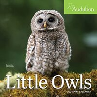 Audubon Little Owls Mini Wall Calendar 2024