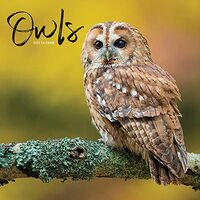 2023 Owls Mini Calendar