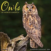Owls 2022 Wall Calendar