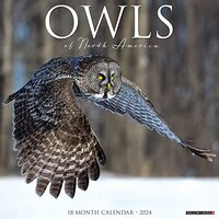 Willow Creek Press Owls Monthly 2024 Wall Calendar (12" x 12")