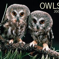Owls 2004