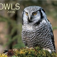 Owls 2006