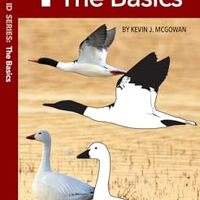 Waterfowl ID Series: 1 The Basics (Wildlife and Nature Identification)