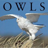 Owls 2006 16-Month Wall Calendar