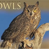 North American Owls 2008 Calendar
