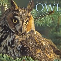 North American Owls 2010 Calendar
