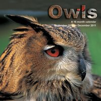 Owls 2011 Calendar MGANM11