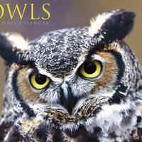 Owls 2011 Wall Calendar