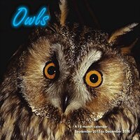 Owls Calendar - 2016 Wall calendars - Animal Calendar - Monthly Wall Calendar by Magnum