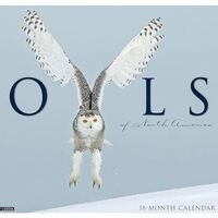 Owls of North America 18-Month 2015 Calendar