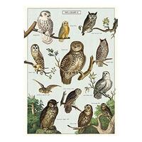 Cavallini & Co. Decorative Paper Sheet 20"x28"- Owl Chart