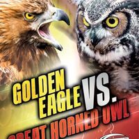 Golden Eagle vs. Great Horned Owl (Animal Battles)