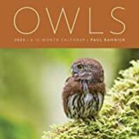 Owls 2023: A 12-Month Wall Calendar