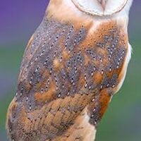 Owls Slim Calendar 2026 Bird Slimline Calendar - 12 Month