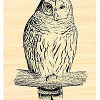 Owl Rubber Stamp P31