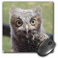 3dRose LLC 8 x 8 x 0.25 Inches 3 Day Old Baby Owl Mouse Pad (mp_21066_1)