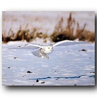 Impact Posters Gallery Wildlife Animal Snow White Owl Bird Wall Decor Art Print Poster (16x20)