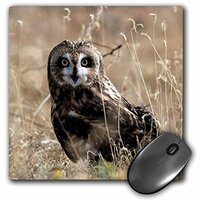 3dRose LLC 8 x 8 x 0.25 A Short-Eared Owl Rick A. Brown Mouse Pad (mp_84185_1)