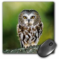 3dRose LLC 8 x 8 x 0.25 Inches Mouse Pad, Colorado Northern Saw Whet Owl Jaynes Gallery (mp_88821_1)