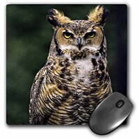 3dRose LLC 8 x 8 x 0.25 Inches Mouse Pad, Great Horned Owl Charles Crust (mp_95213_1)