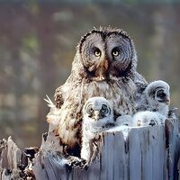 Great Grey Owl Family Bird Wildlife Animal Wall Decor Art Print Poster (16x20)