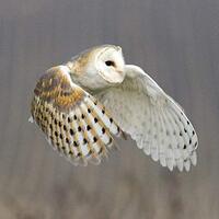 Barn Owl Greeting Card with SOUND. The beautiful barn owl photographed in flight and combined with i