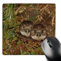 3dRose print of twin baby burrowing owls in cape coral florida - Mouse Pad, 8 by 8 inches (mp_182587
