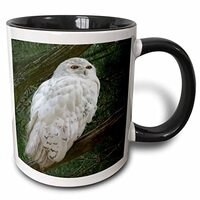 3dRose mug_154800_4 Snow White Owl Perched On A Branch Against A Green Background Mug, 11 oz, Black