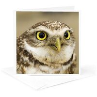 3dRose Greeting Card - Burrowing owl, Nicola Valley, British Columbia-CN02 PCL0176 - Paul Colangelo