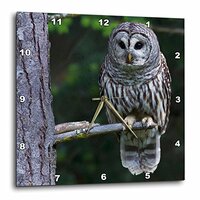 3D Rose Barred Owl-Hunting at Dusk Wall Clock, 15" x 15"