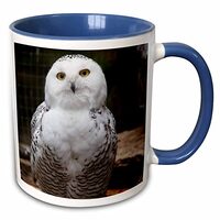 3dRose mug_79143_6"Pretty White Snowy Owl- Birds- Animals" Two Tone Blue Mug, 11 oz, Multi