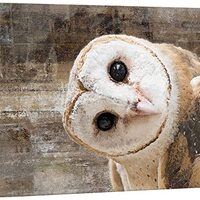 wall26 - Canvas Wall Art - Common Barn Owl (Tyto Albahead) Head Close Up - Gallery Wrap Modern Home 