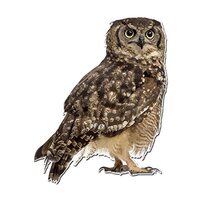 Dark Spark Decals Photo Realistic Cute Owl - 8 Inch Full Color Vinyl Decal for Indoor or Outdoor use