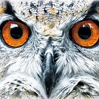 Trends International Owl - Close Wall Poster, 22.375" x 34", Unframed Version
