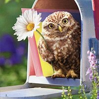 Baby Owl in Mailbox Funny Encouragement Card