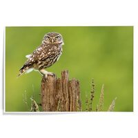 Lantern Press 12x18 Inch Art Print Wall Decor, Burrowing Owl