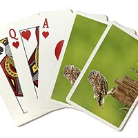 Lantern Press Burrowing Owl (52 Playing Cards, Poker Size Card Deck with Jokers)