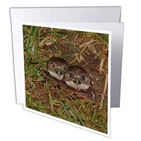 3dRose Baby Burrow Owl - Greeting Cards, 6 x 6 inches, set of 12 (gc_7347_2)