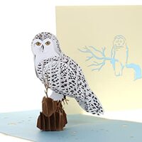 iGifts And Cards Magical Owl 3D Pop up Greeting Card - Animal, Zoo, Cute Bird, Nocturnal, Fun, Gradu