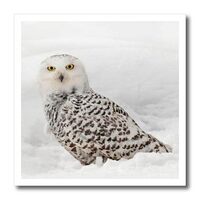 6x6 Iron on Heat Transfer for White Material - Snowy Owl on Snow, Montana Owls