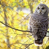 Posterazzi Barred Owl (Strix Varia) Pigeon Lake Alberta Canada Poster Print, (19 x 12)