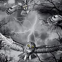 Timeless Treasures Wicked Night Black & Gray with Owls in Woods Cotton Fabric C7023